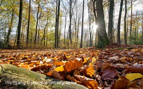 Herbstwald Herbstwald