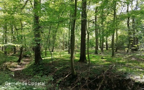 LIPPETAL - Uentroper Wald - NEU.jpg LIPPETAL - Uentroper Wald - NEU.jpg
