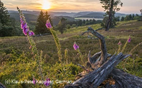 heidelandschaft-willingen-klaus-peter-kappest-c_-sauerland-wanderdoerfer.jpg