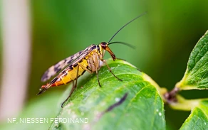 2026-01-15 Rathausausstellung Ferdinand Niessen Wendland  028 Skorpionfliege@F. Niessen.jpg