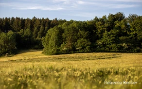Goudgeel koolzaadveld aan de rand van het bos.