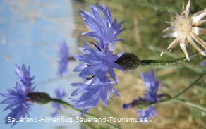 Kornblume in der Medebacher Bucht