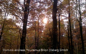 Wald