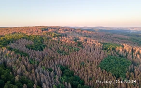 Dronebeeld van een bos met dode bomen.
