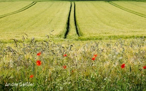 Blütenpracht-Mohn_33.JPG Blütenpracht-Mohn_33.JPG