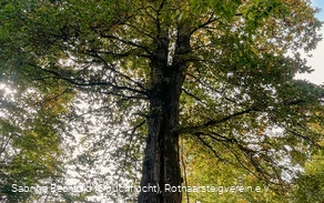 Naturdenkmal Lucaseiche am Rothaarsteig Naturdenkmal Lucaseiche am Rothaarsteig