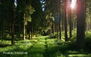 Ein von der Sonne beschienener Waldweg.