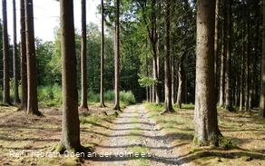 Waldabschnitt auf dem Herlinghauser Berg