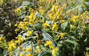 IMG_0852.JPG IMG_0852.JPG