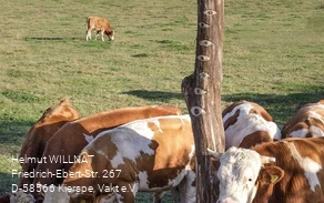 Der Scheuerpfahl auf der Weide