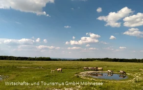 Wildpferde Naturschutzgebiet Kleiberg