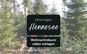 Weihnachtsbaum selbst schlagen