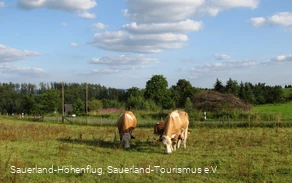 Kühe bei Weuspert