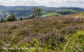 Heidelandschaft auf dem Osterkopf