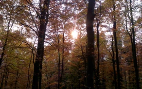 Herbstwald Herbstwald