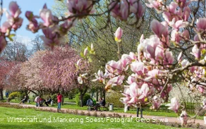 Baumblüte in der Gräfte am Wall Baumblüte in der Gräfte am Wall