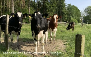 Kühe am Wanderweg U1