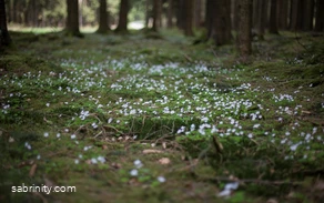 Mehr Waldblumen Mehr Waldblumen
