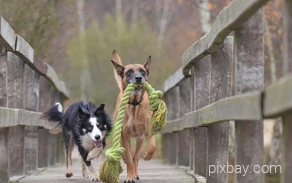 Zwei Hunde laufen über eine Brücke und spielen mit eiem Spielzeug