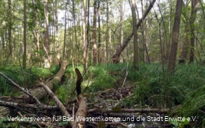 Erlenbruchwald im Naturschutz- & Naherholungsgebiet Muckenbruch
