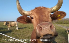 Kleiberg Rind Kleiberg Rind