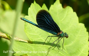 Natur entdecken - Blauflügel-Prachtlibelle