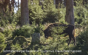 Wisent-Wildnis am Rothaarsteig
