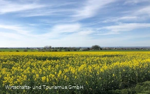 Ein Ausblick auf die Rapsfelder in der Region Möhnesee