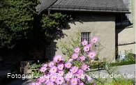 Blüten vor Klosterkirche