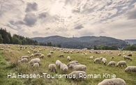 Schafherde, im Hintergrund der Ettelsberg