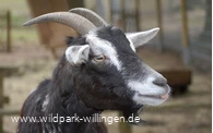 ziege_c__wild-und-freizeitpark-willingen.jpg.jpg
