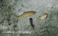Forellen im Wasser
