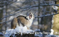 Luchs im WildtierPark