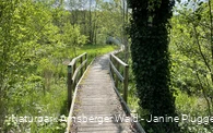 Brücke auf der Sauerland-Waldroute