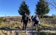 Wandergruppe auf der Sauerland-Waldroute Richtung Lörmecketurm