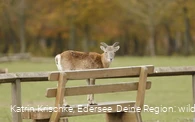 WildtierPark Edersee