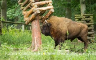 WildtierPark Edersee