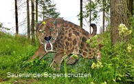 Säbelzahntiger