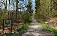 Waldweg entlang des Naturlehrpfades
