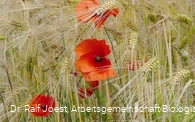 Mohn im Kornfeld