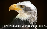 Ein Seeadler der Greifenwarte des WildtierParks Edersee