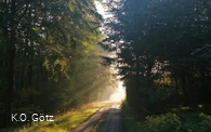 Waldbaden-Wald  quer( Foto K.O.Götz).jpg