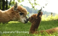 Alpakahof Blomberg - Alpakas