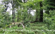 Wälder auf der Hunau