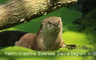 Fischotter WildtierPark Edersee