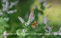 Schmetterling im Kurgarten Willingen