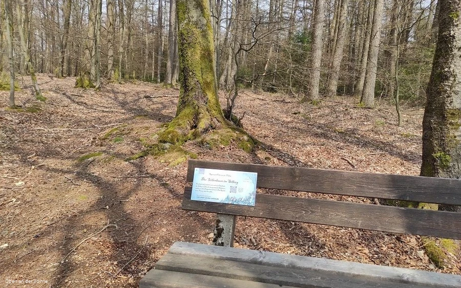 Die Bank im Buchenwald auf dem Silberg