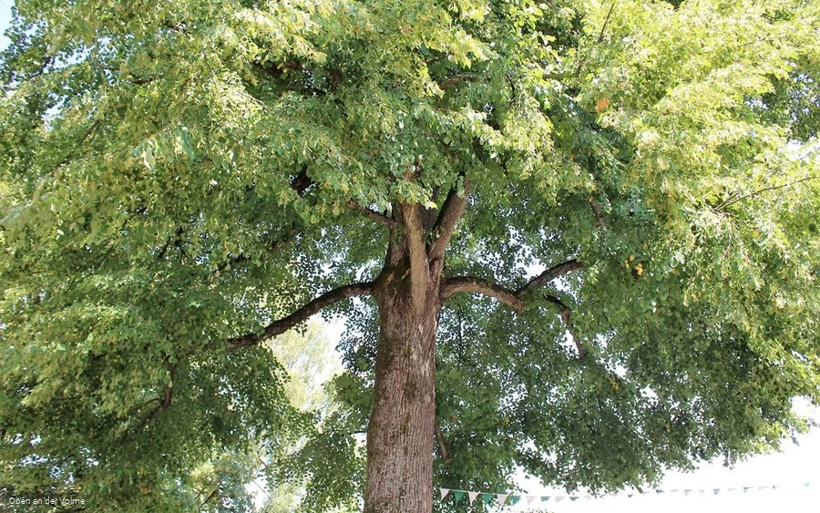 Die mächtige Baumkrone der Linde