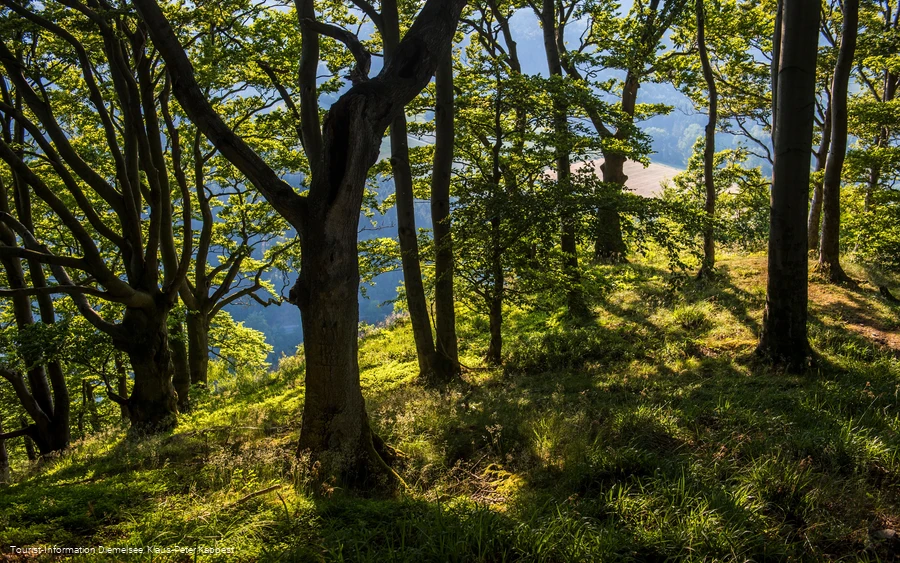 Laubwald bewachsener Gipfel