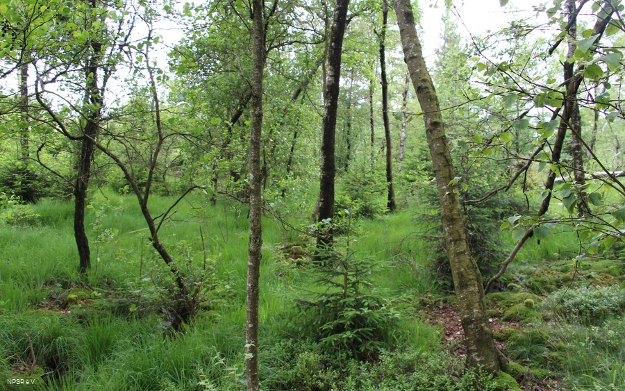 Wald am Piwitt